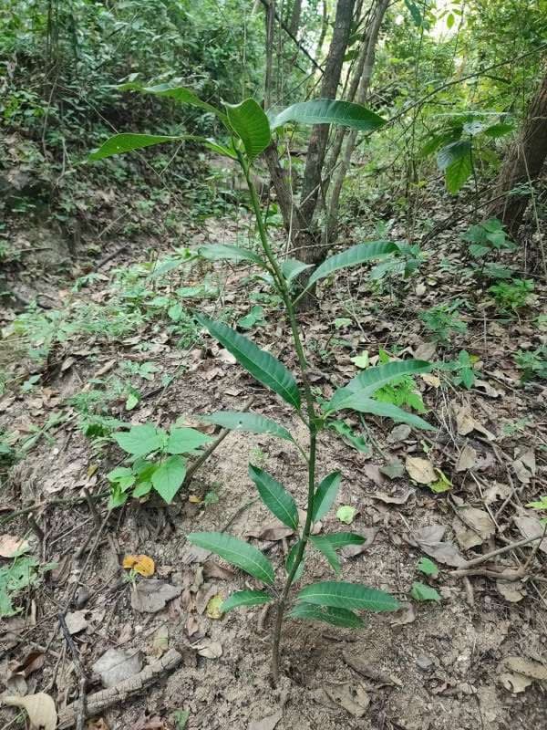 tree image