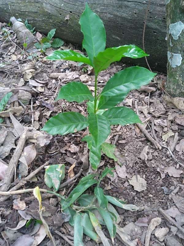 tree image