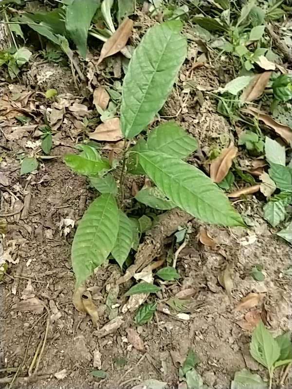 tree image