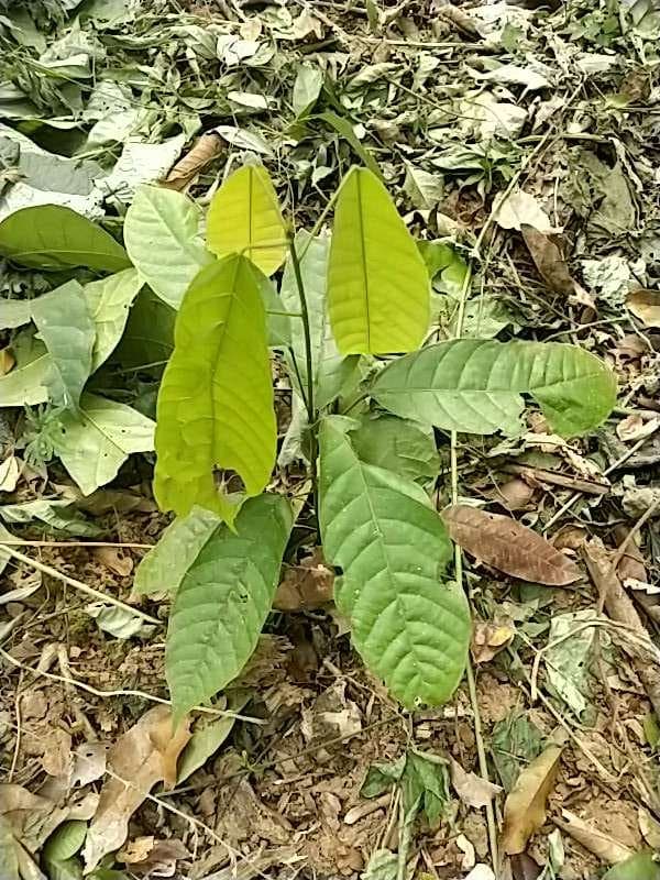 tree image