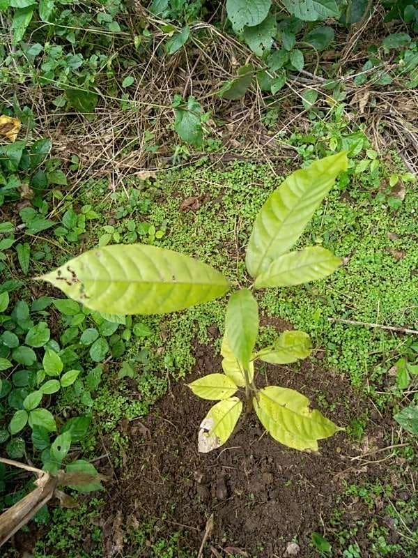 tree image