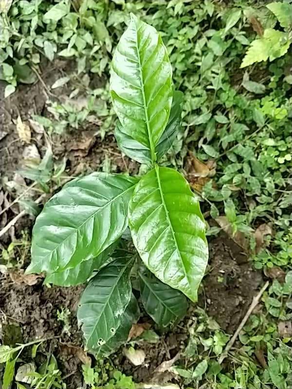 tree image