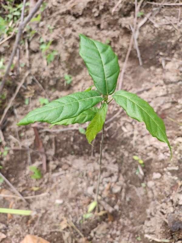 tree image