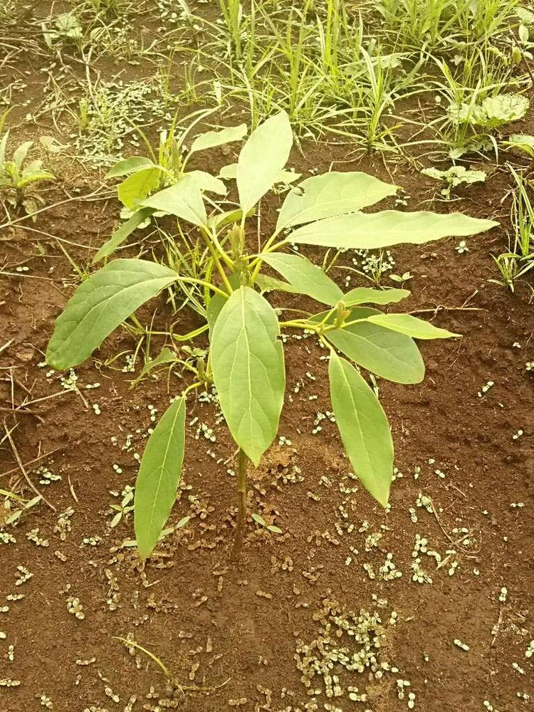 tree image
