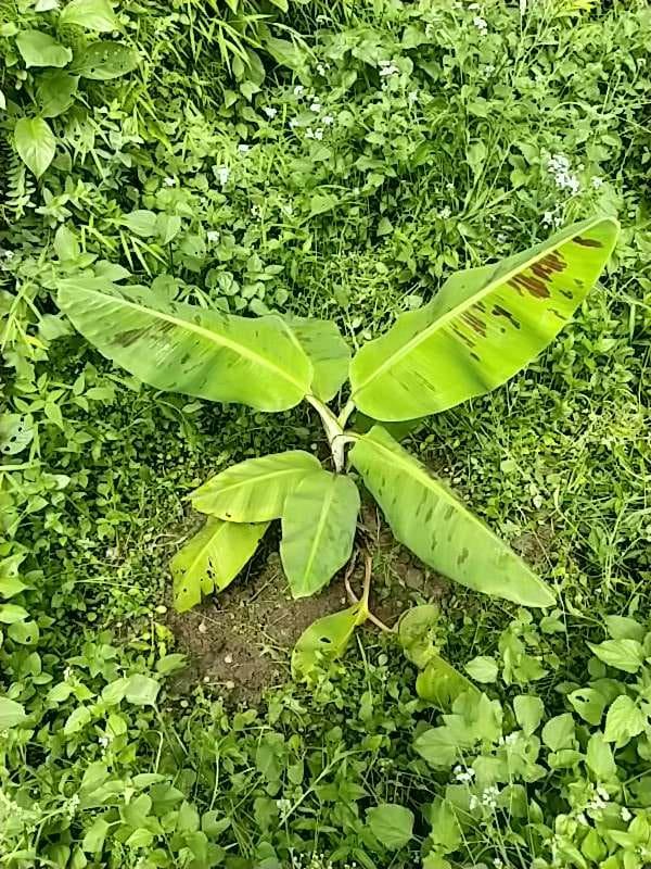 tree image