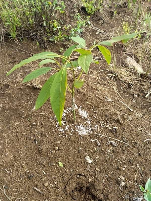 tree image