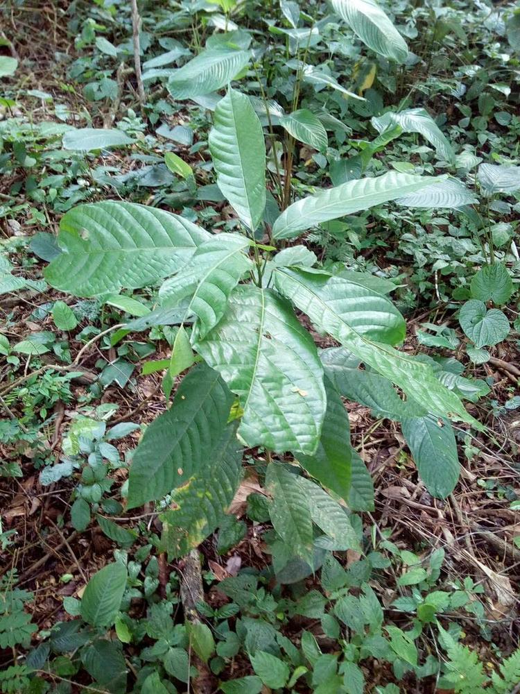 tree image