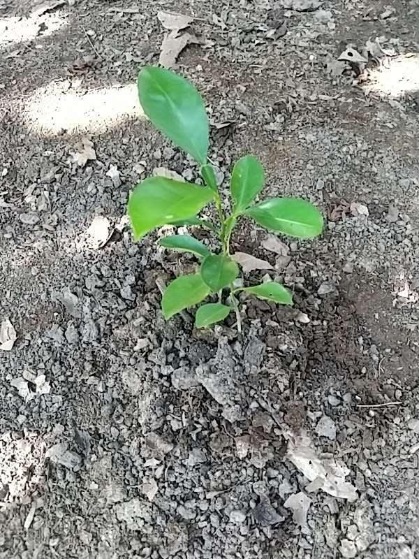tree image