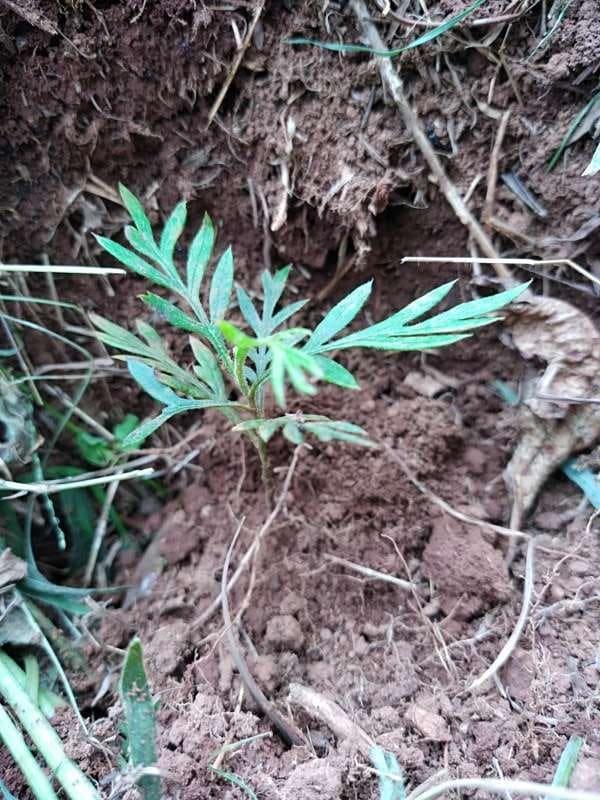 tree image