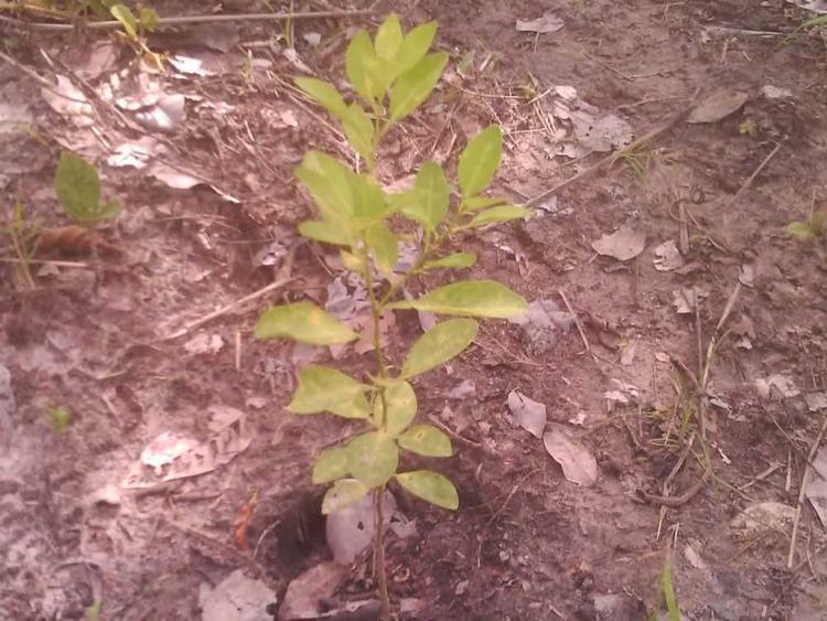 tree image