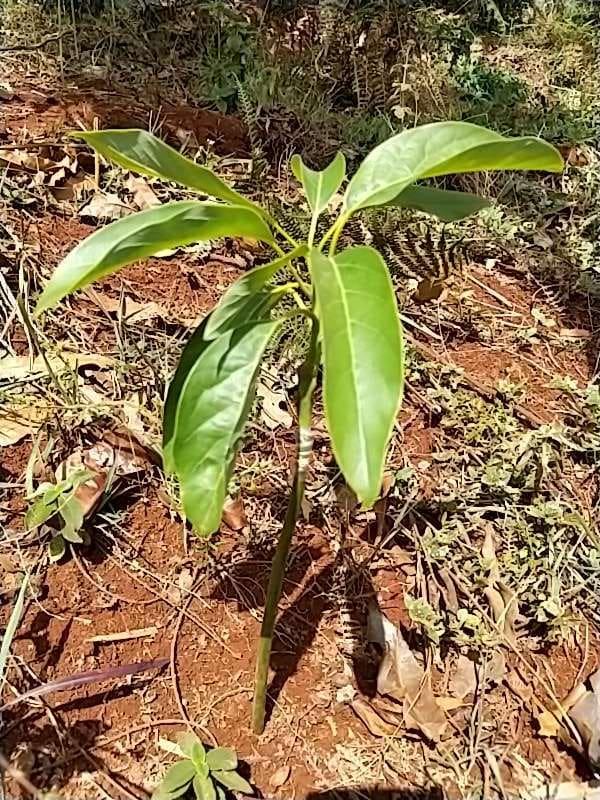 tree image