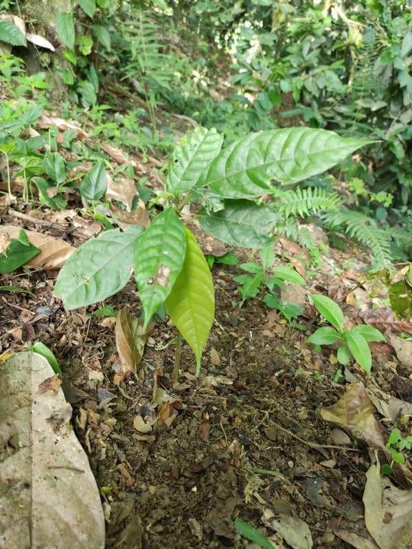 tree image