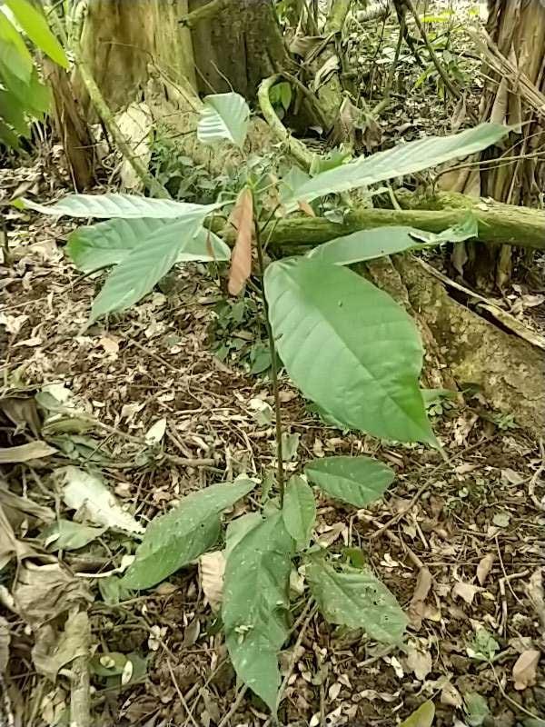 tree image