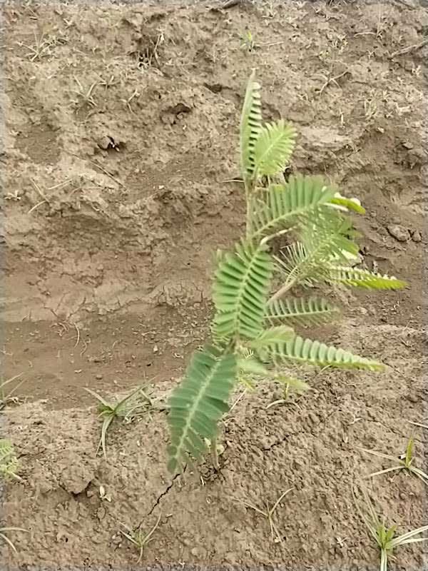 tree image