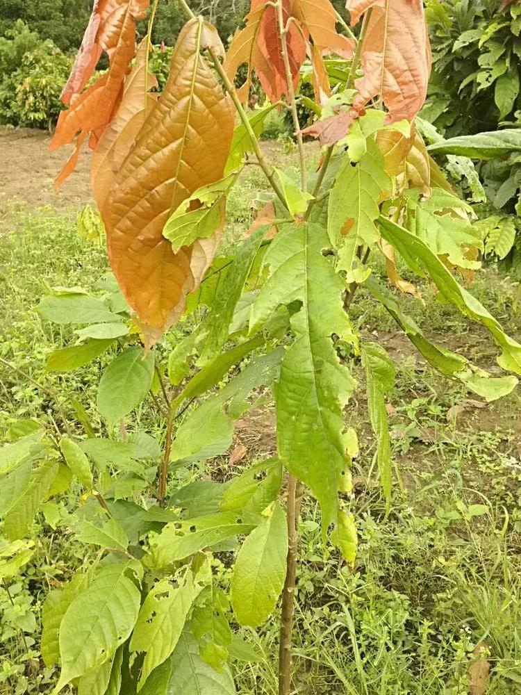 tree image