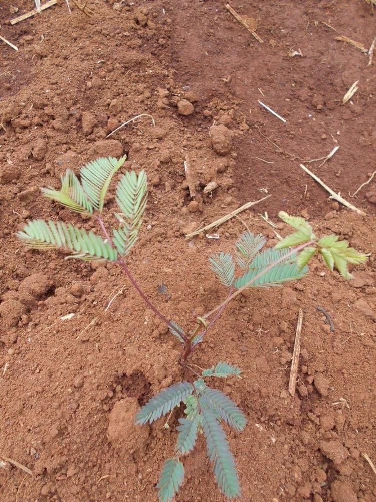 tree image
