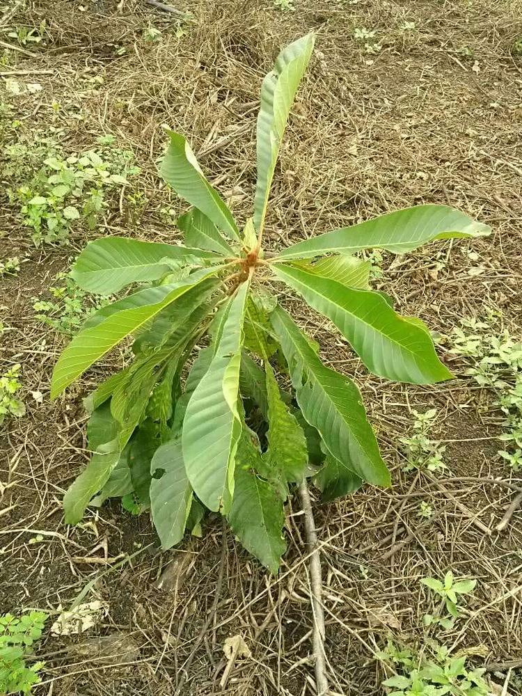 tree image