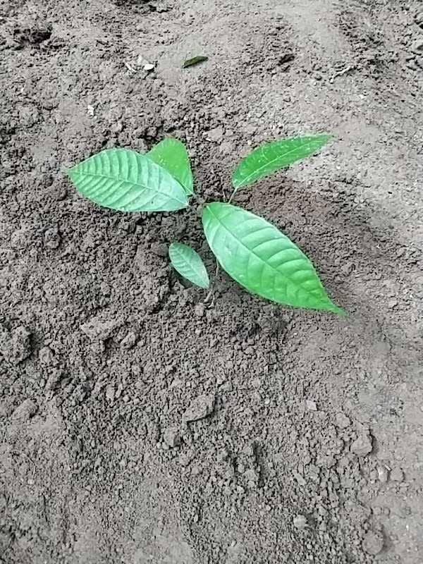 tree image