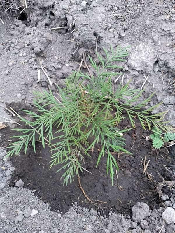 tree image