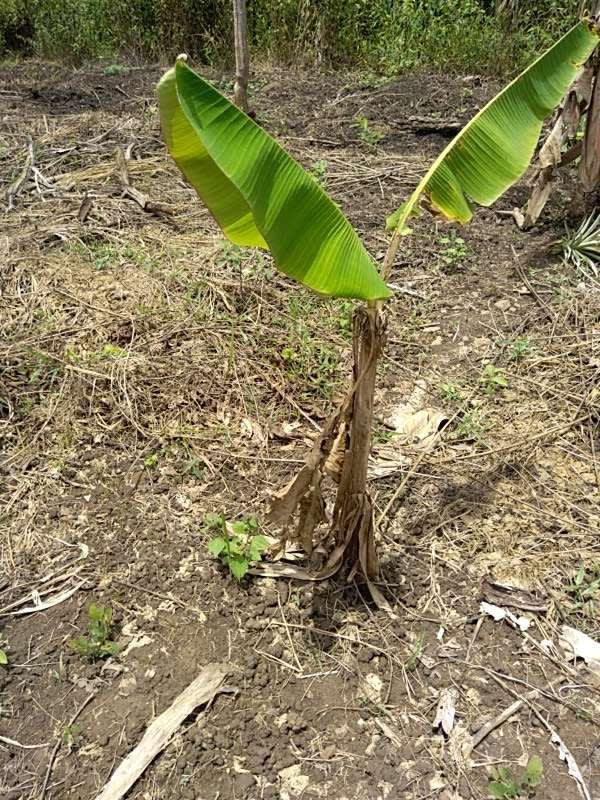 tree image