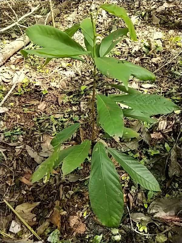 tree image