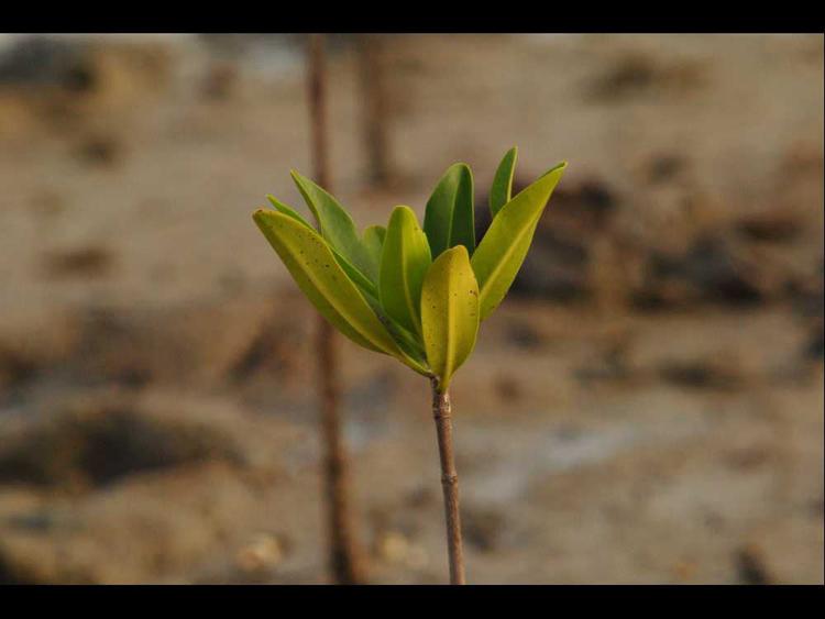 tree image