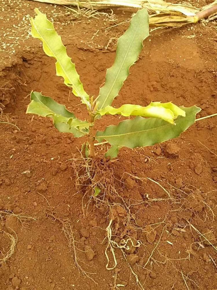 tree image