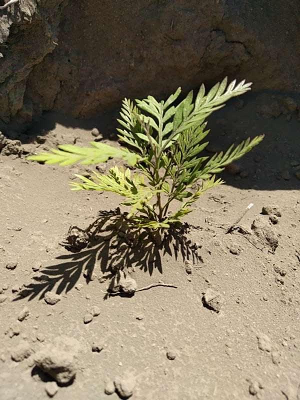tree image