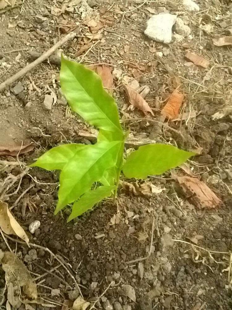 tree image