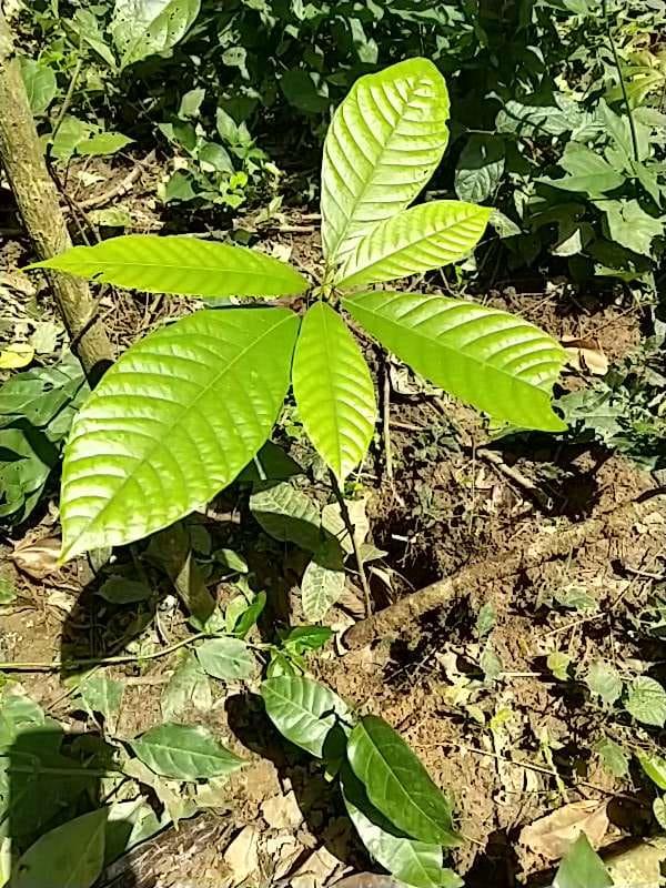 tree image