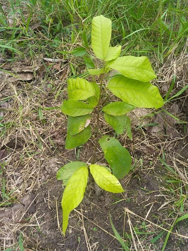 tree image