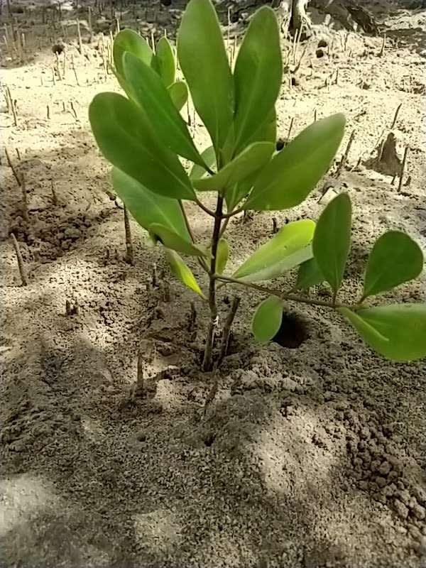 tree image