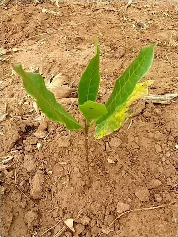 tree image