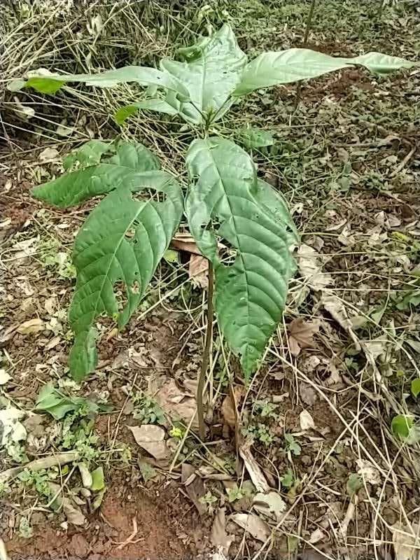 tree image