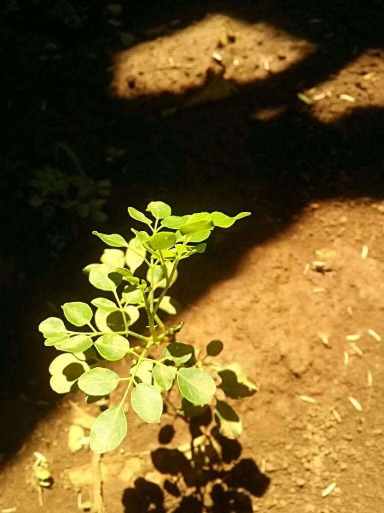 tree image