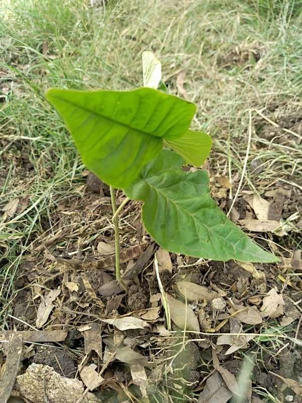 tree image