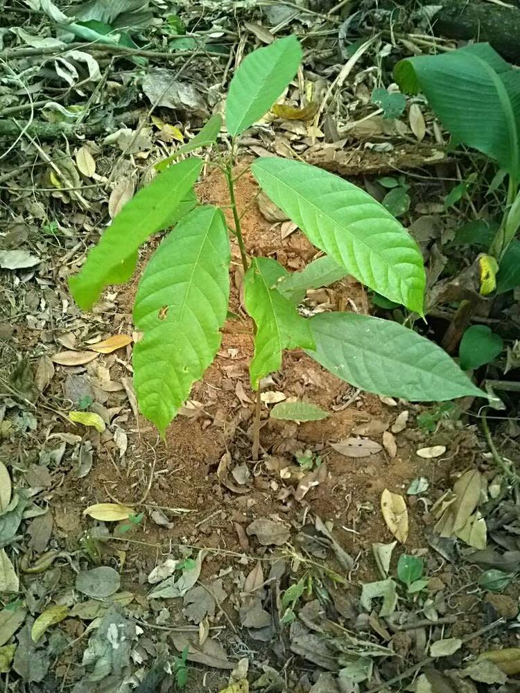 tree image