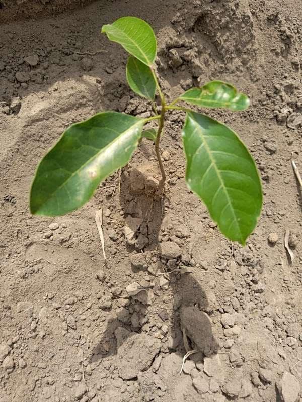 tree image