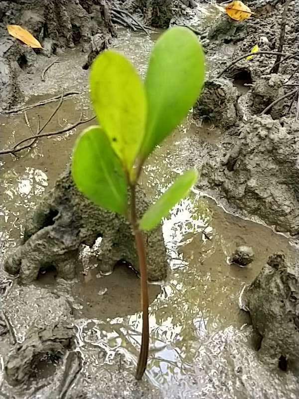 tree image