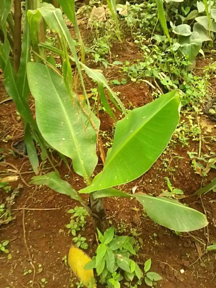 tree image