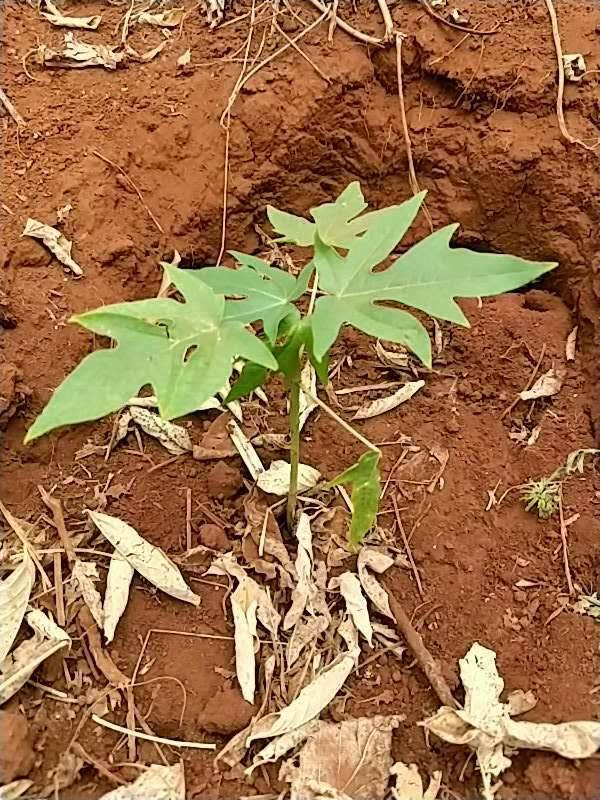 tree image