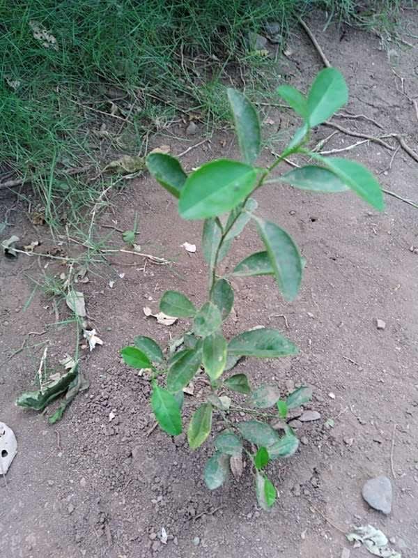 tree image