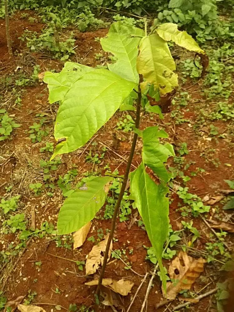 tree image