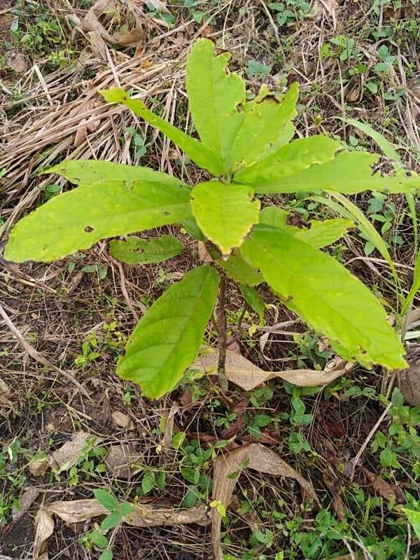 tree image