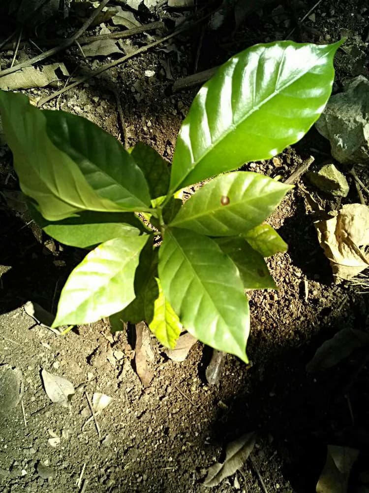 tree image