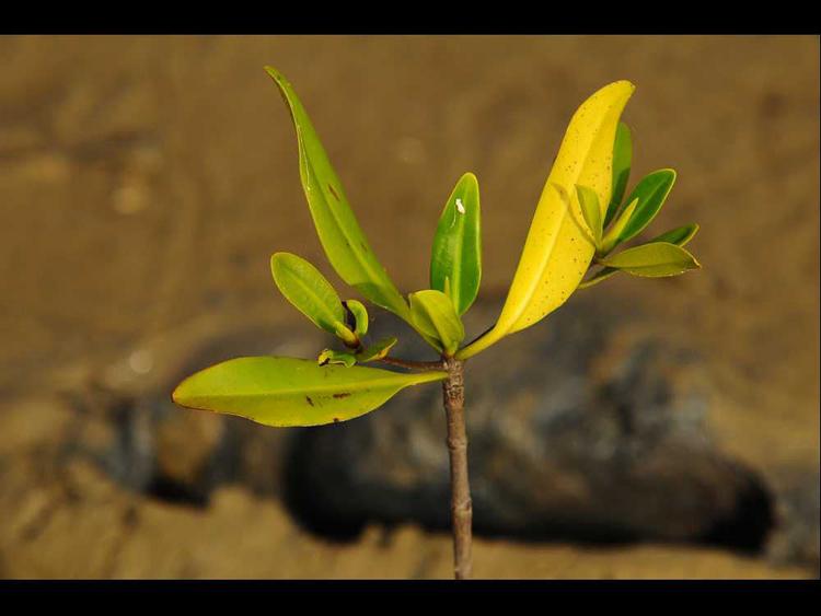tree image