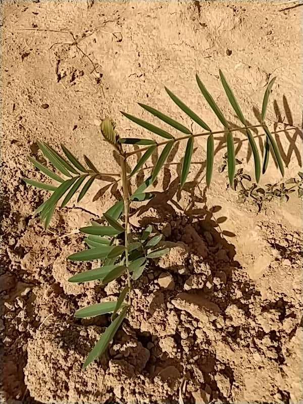 tree image