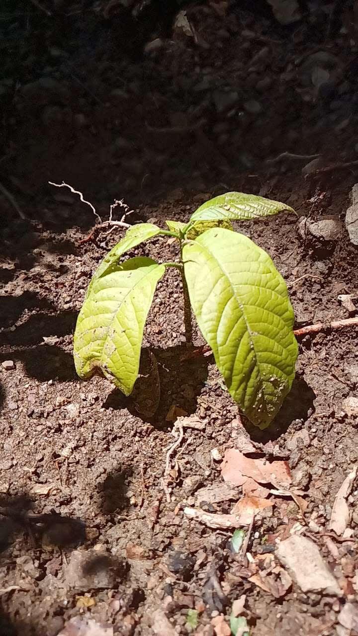tree image