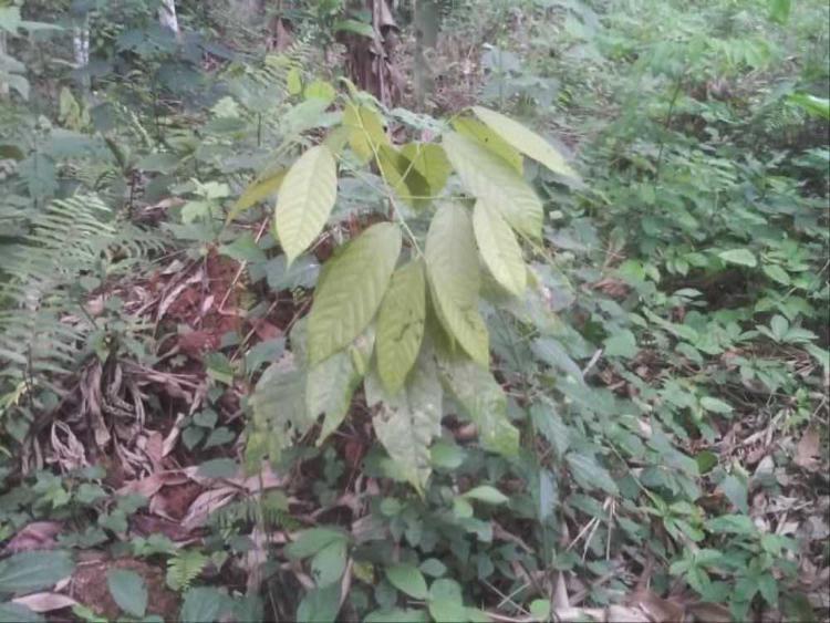 tree image