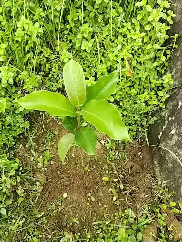 tree image
